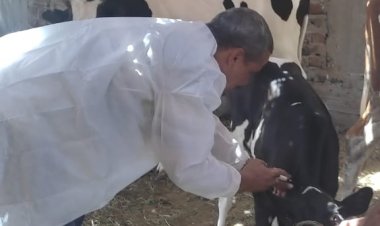 تحصين 6 آلاف رأس ماشية خلال حملة مكبرة ضد الأمراض في الأقصر