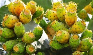 أبرزها فقدان الوزن .. فوائد التين الشوكي للجسم والبشرة