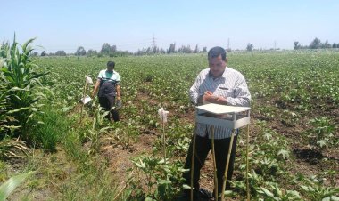 زراعة البحيرة: بدء الرش الوقائي بمبيدات الوزارة لمحصول القطن