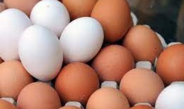 وزير التموين يطرح البيض بالمجمعات الاستهلاكية بسعر 65 جنيها للطبق