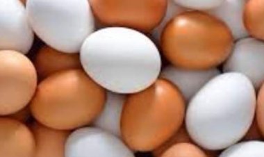 بـ62 جنيه.. محافظ الدقهلية يعلن سعر طبق البيض بمنافذ الزراعة