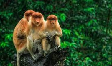 بعد تصنيفه حالة طوارئ عالمية.. الصحة توضح طرق انتشار جدري القردة