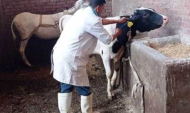 تحصين 107 ألف رأس ماشية للوقاية من مرض الحمى القلاعية والوادي المتصدع بالشرقية