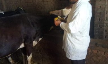 تحصين  158 ألف رأس ماشية ضد مرضي الحمى القلاعية والوادي المتصدع بالبحيرة