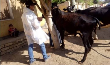 المنوفية: تحصين 102 ألف رأس ماشية ضد الحمى القلاعية والوادي المتصدع