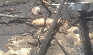 نفوق أكثر من 40 رأس ماشية بعد نشوب حريق هائل بحظيرة بالمنوفية