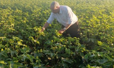 وكيل الوزارة يتابع زراعات محصول القطن بالبحيرة          