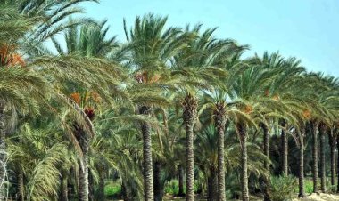 الزراعة: تنفيذ  18 مدرسة حقلية وندوة إرشادية في 5 محافظات