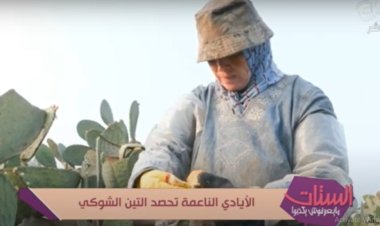 الأيادي الناعمة تحصد التين الشوكي بالقليوبية.. صور