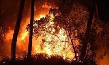 تعرف على الفاعل الحقيقي وراء حرق الغابات في فرنسا