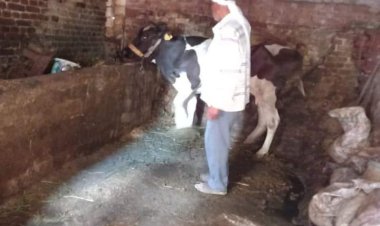 استمرار فاعليات الحملة القومية للتحصين ضد الحمى القلاعية والوادي المتصدع بالبحيرة