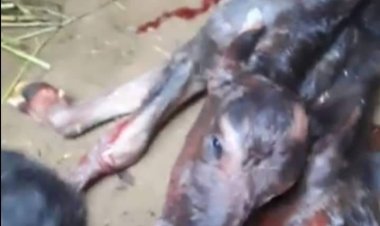 ويخلق ما لا تعلمون.. ولادة جاموسة برأسين في قنا