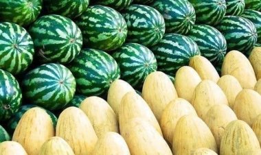 أوزبكستان تصدر  بطيخ بقيمة 16.4 مليون دولار