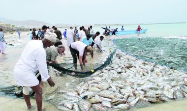 قطاع الأسماك بسلطنة عُمان يسجل ارتفاعا في الإنتاج