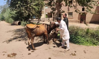 تحصين أكثر من 26 ألف رأس ماشية من الحمى القلاعية والوادي المتصدع فى البحيرة