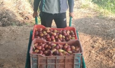 نرصد حصاد مزارعو قرية بلتان بطوخ للتين البرشومى 