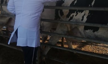 تحصين 400 ألف رأس ماشية ضد الحمة القلاعية والوادي المتصدع بالبحيرة