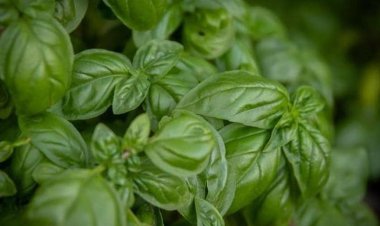 أبرزهم الريحان والزعتر.. أعشاب طبيعية تساعد على خفض ضغط الدم المرتفع