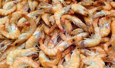 يسبب أمراضا خبيثة.. «جمبري الغلابة الكذاب» يغزو الأسواق ويشعل مواقع التواصل