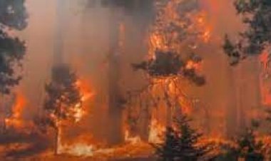 روسيا تستخدم الطائرات لإخماد حرائق الغابات في مقاطعة ريازان