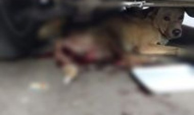 «قطعوا ذيله ومات».. القبض على المتهمين بقتل الكلب «بندق» بالسلام 