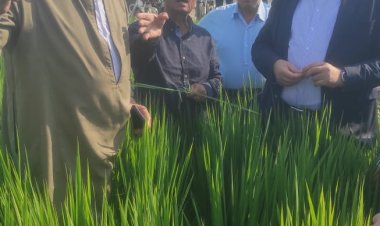 عالي الإنتاجية متحمل للملوحة..وزير الزراعة يتفقد  تجربة صنف أرز جديد بالغربية