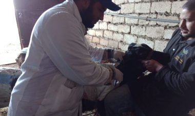 تحصين 470 ألف رأس ماشية فى الحملة القومية للتحصين ضد الحمى القلاعية بالبحيرة