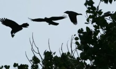 بسبب الغربان..مدينة أمريكية تستخدم الليزر الأخضر