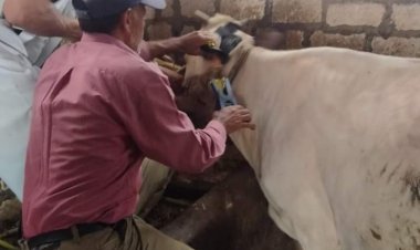 البحيرة: ترقيم وتسجيل 2681 رأس ماشية خلال أسبوع