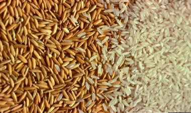 استلام الأرز الشعير من المزارعين بسعر 6600 وحتى 6850 جنيها للطن