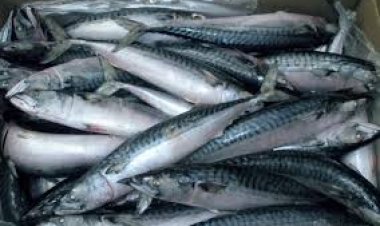 ضبط 2 طن أسماك مجمدة غير صالحة للاستهلاك الآدمي بكفر الشيخ