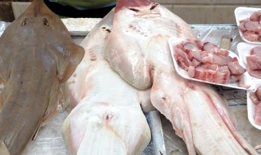 فيديو وصور|  «السمكة الضاحكة» تغزو أسواق بورسعيد.. وهذا سعرها