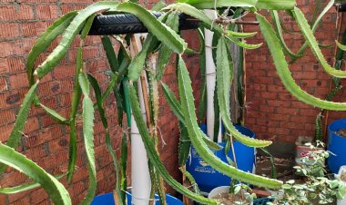 شاب يحول سطح منزله من «عشة فراخ» لمزرعة لـ«الدراجون فروت» ببنها