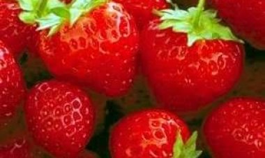 اليابان تشكر مصربسبب الفرولة «اللذيذة»