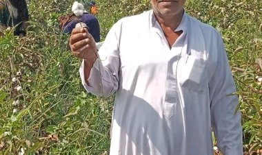 من قرية صفيطة.. انطلاق موسم جني القطن صنف جيزة 94 بالشرقية