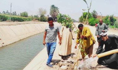 سوهاج: زراعة 3000 شجرة متنوعة بمركز ومدينة طهطا