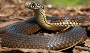 لمدة شهرين .. ثعابين سامة ترسم خريطة المرور فى أمريكا