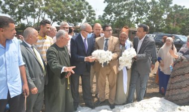 محافظ القليوبية يشهد جني محصول القطن بأحد حقول مركز بنها