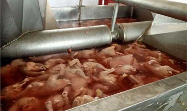 ضبط 9 طن مقطعات دواجن مجهولة المصدر بالقطامية