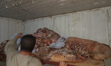 ضبط 2 طن لحمة رأس و أرجل و أحشاء حيوانية غير صالحة للاستهلاك الآدمي بسوهاج