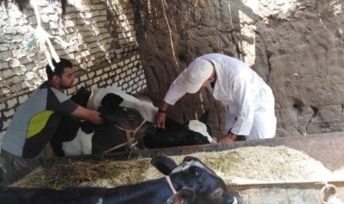 المنوفية.. تحصين 283 ألف  رأس من الماشية ضد مرضي الحمى القلاعية والوادي المتصدع