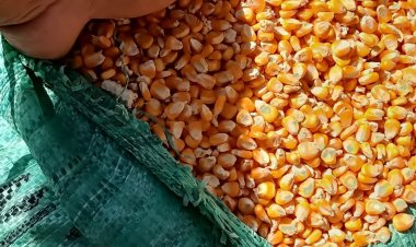 الزراعة: استلام مصانع الأعلاف للذرة الأصفر.. صور