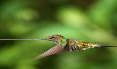 تردد قناة ناشيونال جيوجرافيك hd 2022 على النايل سات