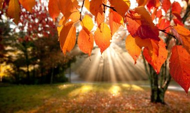 الخريف على الأبواب.. «الأرصاد»: انتهاء فصل الصيف بعد أسبوع