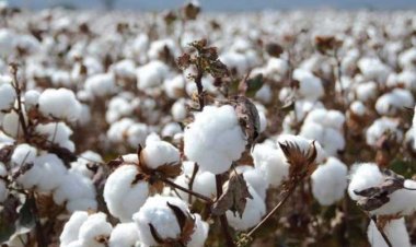 سعر قنطار القطن اليوم 2022