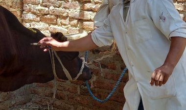 تحصين 72 ألف رأس ماشية ضد الحمى القلاعية والوادي المتصدع بقنا 