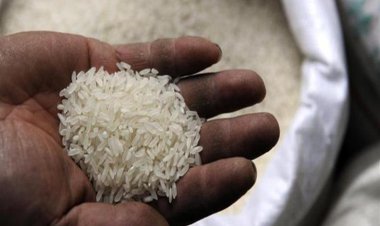 سعر شيكارة الأرز 25 كيلو اليوم