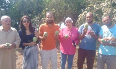 مانجو الكيت يُزين  ساحل دجوي في القليوبية.. ومزارعون: «حصاده حدث إعلامي»