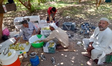 مزارعو القليوبية بشبين القناطر والخانكة يواصلون حصاد الفاكهة الذهبية