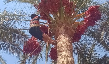 في موسم حصاد البلح.. طالعو النخل يتحدون الموت من أجل فرحة المحصول